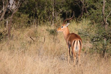 Schwarzfersenantilope / Impala / Aepyceros melampus