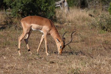 Schwarzfersenantilope / Impala / Aepyceros melampus