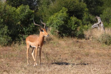 Schwarzfersenantilope / Impala / Aepyceros melampus