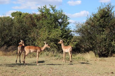 Schwarzfersenantilope / Impala / Aepyceros melampus