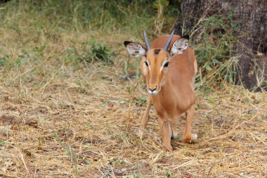 Schwarzfersenantilope / Impala / Aepyceros melampus