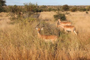 Schwarzfersenantilope / Impala / Aepyceros melampus