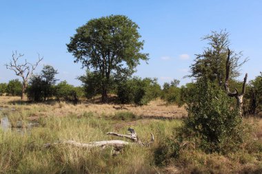 Shipukuyila Pan / Shipukuyila Pan / 