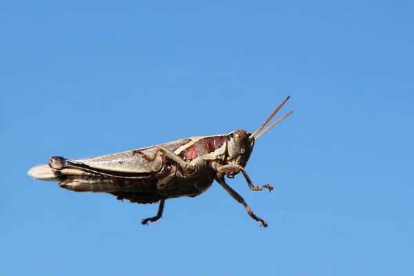 Rote Wanderheuschrecke Red Locust Nomadacris Septemfasciata — Stock Photo, Image