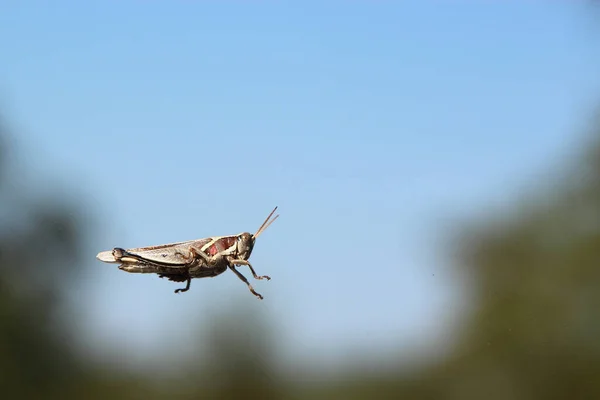 Rote Wanderheuschrecke Locuste Rosse Nomadacris Septemfasciata — Foto Stock