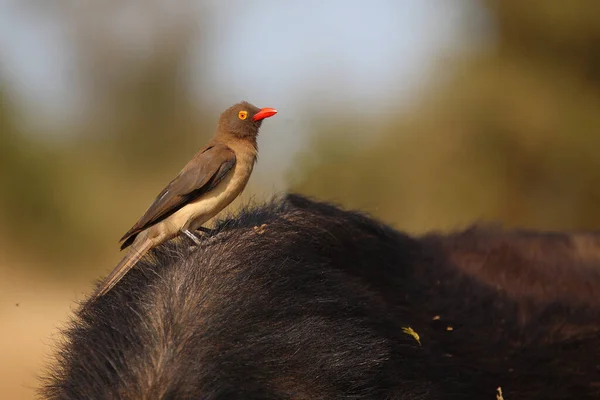 Rotschnabel Madenhacker Red Billed Oxpecker Buphagus Erythrorhynchus — Stock fotografie