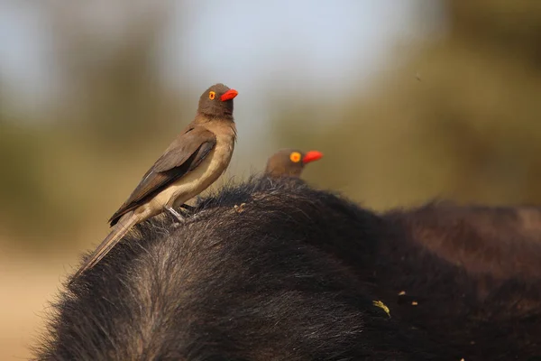 Rotschnabel Madenhacker Red Billed Oxpecker Buphagus Erythrorhynchus —  Fotos de Stock