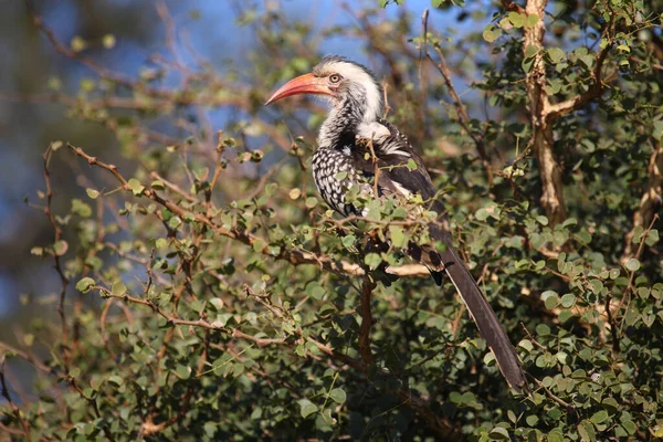 Rotschnabeltoko Red Billed Hornbill Tockus Erythrorhynchus — Stockfoto