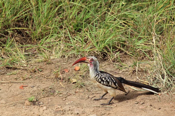 Rotschnabeltoko Red Billed Hornbill Tockus Erythrorhynchus — Stock Fotó