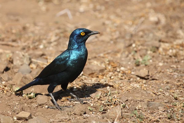 Rotschulter Glanzstar Cape Glossy Starling Vagy Vörös Vállú Starling Lamprotornis — Stock Fotó