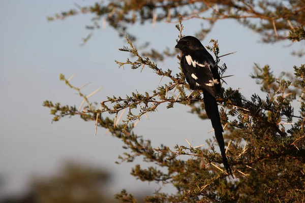 Schachwuerger Shrike Cola Larga Shrike Urraca Lanius Schach —  Fotos de Stock