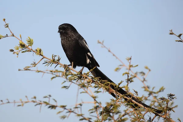 Schachwuerger Shrike Coda Lunga Magpie Shrike Lanius Schach — Foto Stock