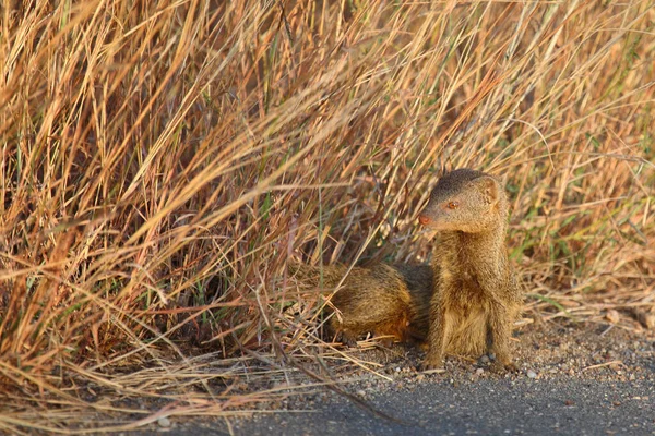 Schlankmanguste Slender Mongoose Galerella Sanguinea — Zdjęcie stockowe