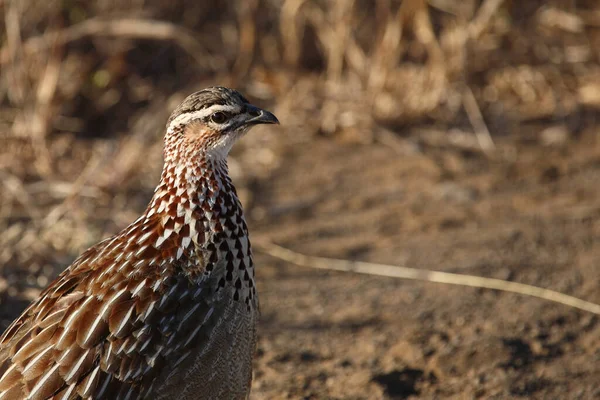 Schopffrankolin Crested Francolin Francolinus Sephaena — Stock Photo, Image