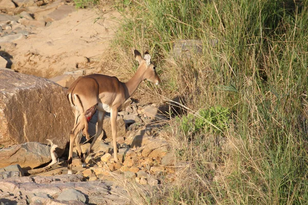 Schwarzfersenantilope Impala Aepyceros Melampus — 스톡 사진