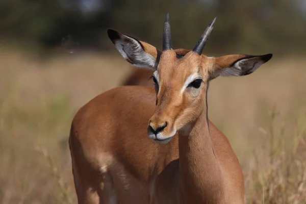 Schwarzfersenantilope Impala Aepyceros Melampus — Φωτογραφία Αρχείου