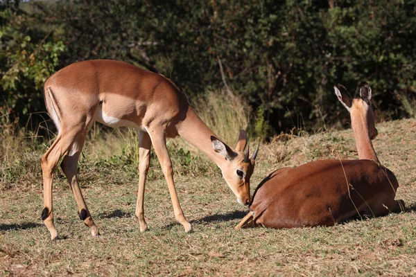 Schwarzfersenantilope Impala Aepyceros Melampus —  Fotos de Stock