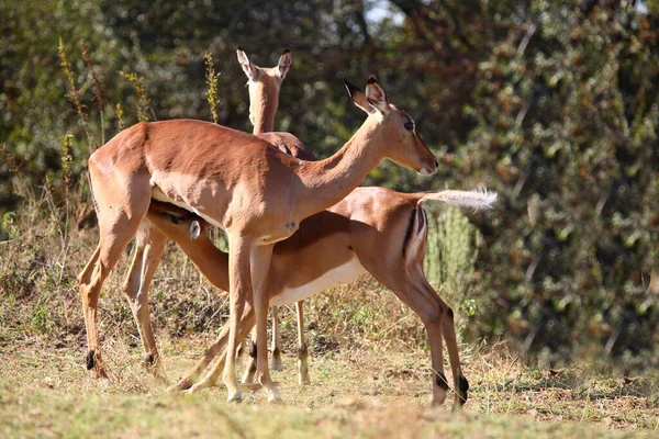 Schwarzfersenantilope Impala Aepyceros Melampus — Zdjęcie stockowe