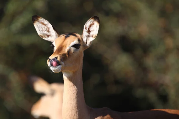 Schwarzfersenantilope Impala Aepyceros Melampus —  Fotos de Stock