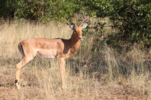 Schwarzfersenantilope Impala Aepyceros Melampus — Foto Stock