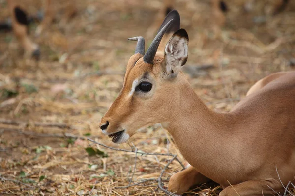 Schwarzfersenantilope Impala Aepyceros Melampus — Foto Stock