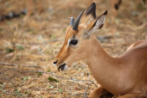 Schwarzfersenantilope Impala Aepyceros Melampus — стокове фото