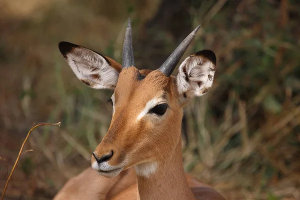 Schwarzfersenantilope Impala Aepyceros Melampus — Stok fotoğraf