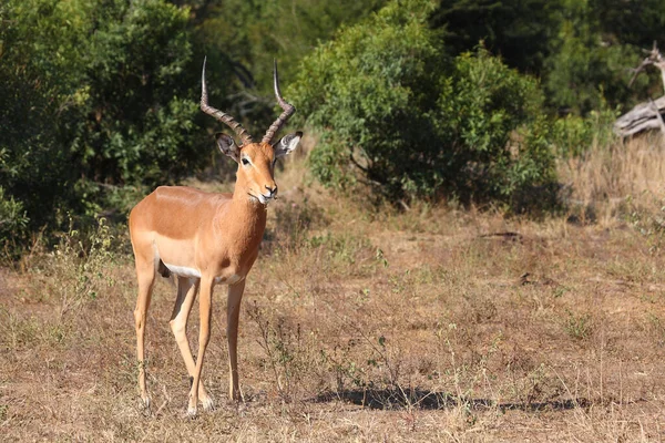 Schwarzfersenantilope Impala Aepyceros Melampus — Φωτογραφία Αρχείου