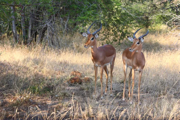 Schwarzfersenantilope Impala Aepyceros Melampus — Stock Fotó