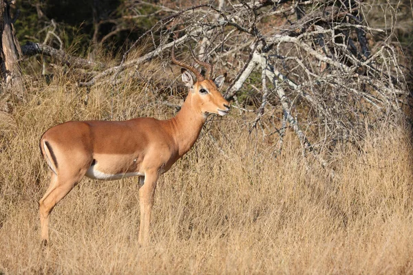 Schwarzfersenantilope Impala Aepyceros Melampus — Stockfoto