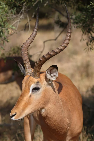 Schwarzfersenantilope Impala Aepyceros Melampus — стокове фото