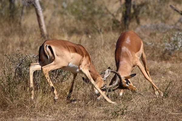 Schwarzfersenantilope Impala Aepyceros Melampus — Photo