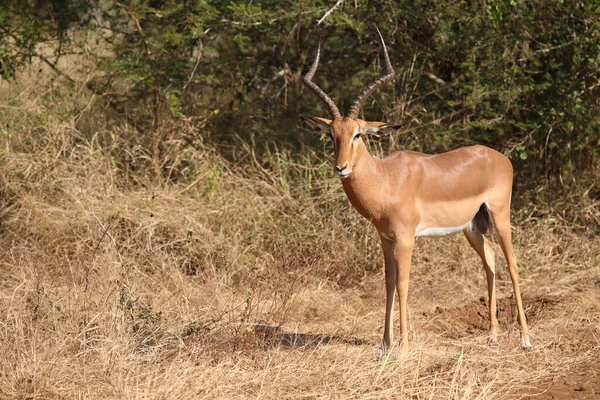 Schwarzfersenantilope Impala Aepyceros Melampus — Fotografia de Stock