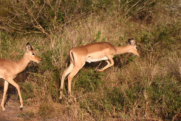 Schwarzfersenantilope Impala Aepyceros Melampus — стокове фото