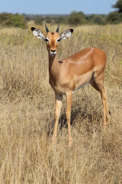 Schwarzfersenantilope Impala Aepyceros Melampus — Fotografia de Stock