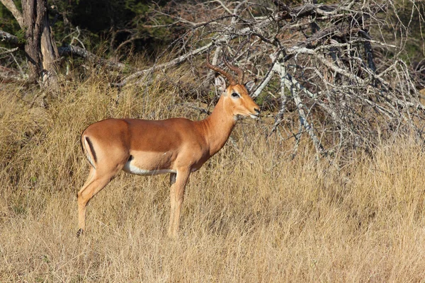 Schwarzfersenantilope Impala Aepyceros Melampus —  Fotos de Stock