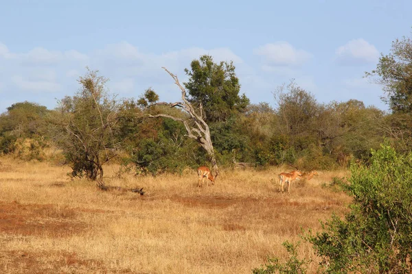 Schwarzfersenantilope Impala Aepyceros Melampus — Φωτογραφία Αρχείου