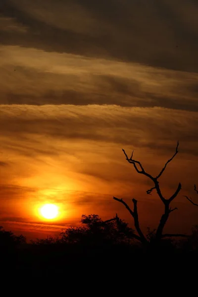 Sonnenaufgang Krueger Park Suedafrika Sunrise Kruger Park Zuid Afrika — Stockfoto