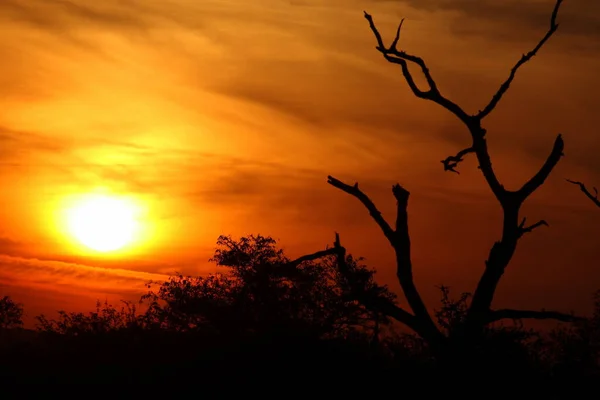 Sonnenaufgang Krueger Park Suedafrika Sunrise Kruger Park África Sul — Fotografia de Stock