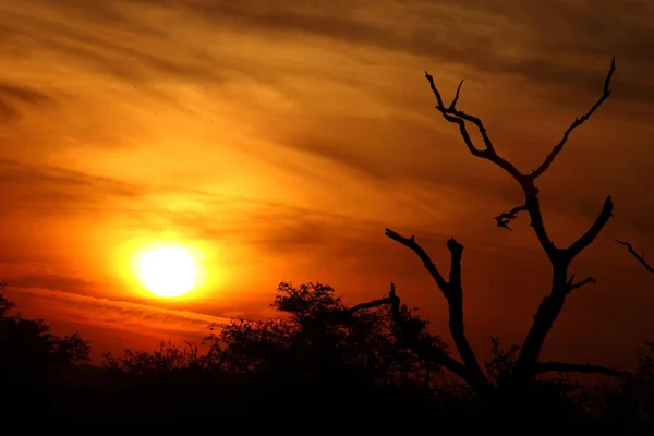 Мбаппе Krueger Park Suez Рассвет Kruger Park Юар — стоковое фото