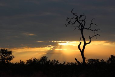 Sonnenaufgang - Krueger Park Suedafrika / Gündoğumu - Kruger Park Güney Afrika / 