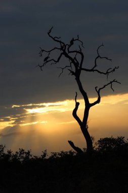 Sonnenaufgang - Krueger Park Suedafrika / Gündoğumu - Kruger Park Güney Afrika / 