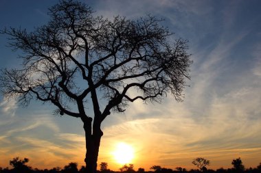 Sonnenaufgang - Krueger Park Suedafrika / Gündoğumu - Kruger Park Güney Afrika / 