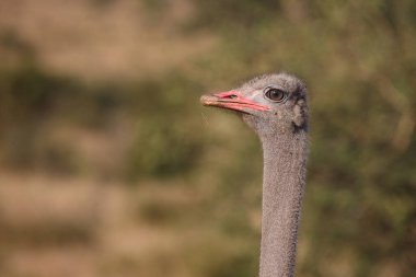 Strauss / Devekuşu / Struthio kamelus
