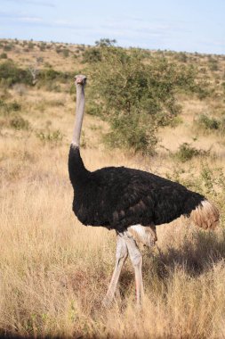 Strauss / Devekuşu / Struthio kamelus