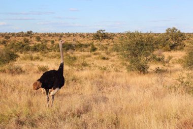 Strauss / Devekuşu / Struthio kamelus