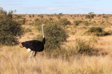 Strauss / Devekuşu / Struthio kamelus