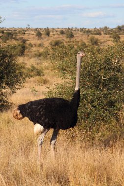 Strauss / Devekuşu / Struthio kamelus