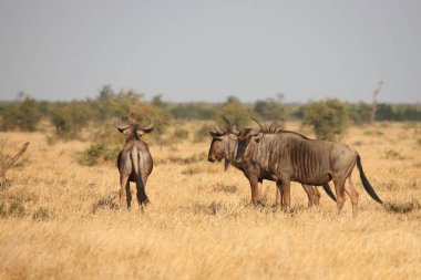 Streifengnu / Blue wildebeest / Connochaetes taurinus