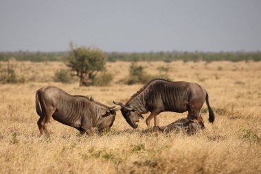 Streifengnu / Blue wildebeest / Connochaetes taurinus